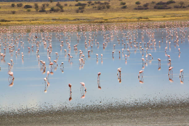 Flock of lesser flamingos in Lake Magadi, Great Rift Valley, Kenya Flock of lesser flamingos (Phoenicoparrus minor) in Lake Magadi, Great Rift Valley, Kenya. Lake Magadi is the southernmost lake in the Kenyan Rift Valley, north of Tanzania's Lake Natron. The Rift Valley contains a chain of volcanoes, some of which are still active, and many other lakes such as the Turkana, Baringo, Bogoria and Nakuru. During the dry season Lake Magadi is 60% covered by soda and is known for its wading birds. During the rainy season, a thin layer of brine covers much of the saline pan, but this evaporates rapidly leaving a vast expanse of white salt that cracks to produce large polygons. The lake is recharged by saline hot springs that discharge into alkaline lagoons around the lake margins and is very rich in blue-green algae, which feed insects, small crustaceans and massive flocks of water birds. Altogether it forms a very peculiar mineral and colour-rich landscape. The lake is featured in film The Constant Gardener, which is based on the book of the same name by John le Carré although in the film the shots are supposed to be at Lake Turkana. Currently the area is inhabited by the cattle-herder Masai tribes, but the relics of many hominids have been found in the escarpments. lake bogoria stock pictures, royalty-free photos & images