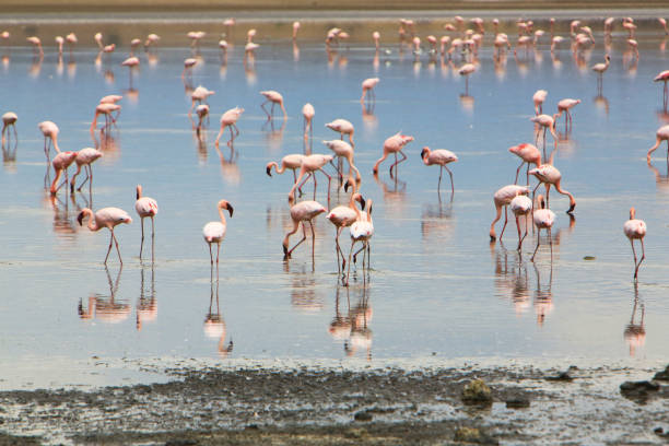 Flock of lesser flamingos in Lake Magadi, Great Rift Valley, Kenya Flock of lesser flamingos (Phoenicoparrus minor) in Lake Magadi, Great Rift Valley, Kenya. Lake Magadi is the southernmost lake in the Kenyan Rift Valley, north of Tanzania's Lake Natron. The Rift Valley contains a chain of volcanoes, some of which are still active, and many other lakes such as the Turkana, Baringo, Bogoria and Nakuru. During the dry season Lake Magadi is 60% covered by soda and is known for its wading birds. During the rainy season, a thin layer of brine covers much of the saline pan, but this evaporates rapidly leaving a vast expanse of white salt that cracks to produce large polygons. The lake is recharged by saline hot springs that discharge into alkaline lagoons around the lake margins and is very rich in blue-green algae, which feed insects, small crustaceans and massive flocks of water birds. Altogether it forms a very peculiar mineral and colour-rich landscape. The lake is featured in film The Constant Gardener, which is based on the book of the same name by John le Carré although in the film the shots are supposed to be at Lake Turkana. Currently the area is inhabited by the cattle-herder Masai tribes, but the relics of many hominids have been found in the escarpments. lake bogoria stock pictures, royalty-free photos & images