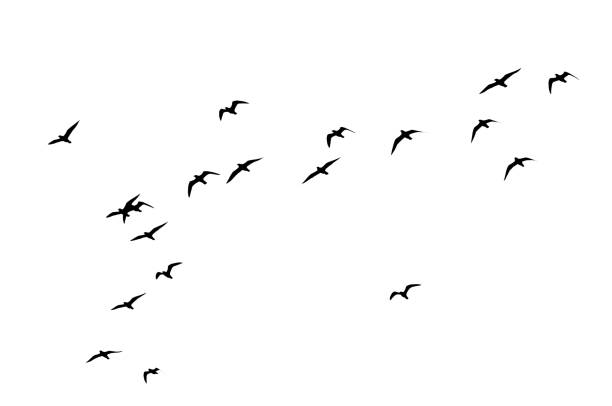 Seagull flying in sky