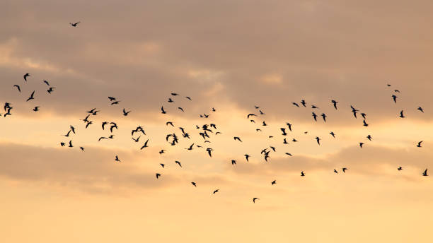 istock a flock of birds at dawn, the sun 861833952