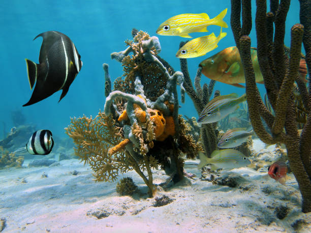 istock Strange forms of sea life in a coral reef 861834222