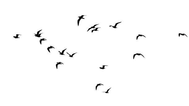 istock flocks of birds silhouette on a white background 861834224