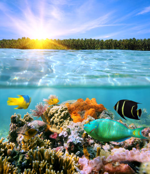 istock Sunset and colorful underwater marine life 861834228