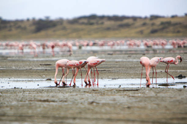 Flock of lesser flamingos in Lake Magadi, Great Rift Valley, Kenya Flock of lesser flamingos (Phoenicoparrus minor) in Lake Magadi, Great Rift Valley, Kenya. Lake Magadi is the southernmost lake in the Kenyan Rift Valley, north of Tanzania's Lake Natron. The Rift Valley contains a chain of volcanoes, some of which are still active, and many other lakes such as the Turkana, Baringo, Bogoria and Nakuru. During the dry season Lake Magadi is 60% covered by soda and is known for its wading birds. During the rainy season, a thin layer of brine covers much of the saline pan, but this evaporates rapidly leaving a vast expanse of white salt that cracks to produce large polygons. The lake is recharged by saline hot springs that discharge into alkaline lagoons around the lake margins and is very rich in blue-green algae, which feed insects, small crustaceans and massive flocks of water birds. Altogether it forms a very peculiar mineral and colour-rich landscape. The lake is featured in film The Constant Gardener, which is based on the book of the same name by John le Carré although in the film the shots are supposed to be at Lake Turkana. Currently the area is inhabited by the cattle-herder Masai tribes, but the relics of many hominids have been found in the escarpments. lake bogoria stock pictures, royalty-free photos & images