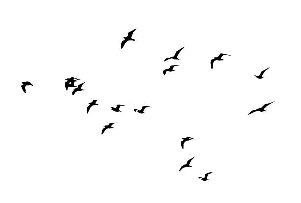 flocks of birds silhouette on a white background