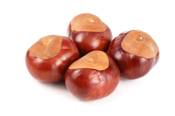 istock chestnut isolated on white background closeup 861837348