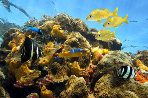 istock Thriving sea life in a coral reef 861837606
