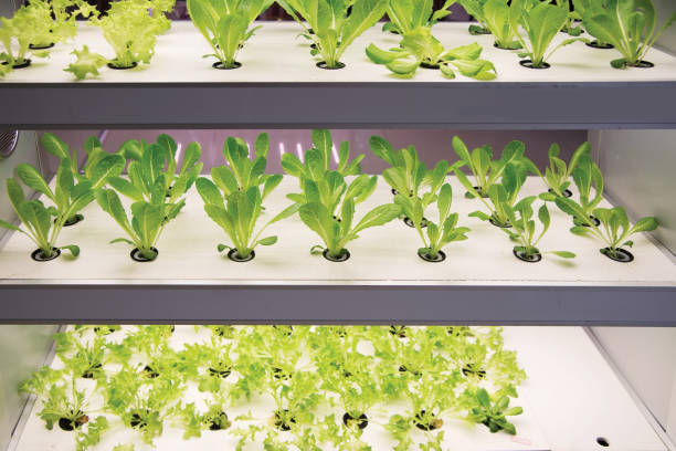 istock Modern agricultural plant factory 861840594