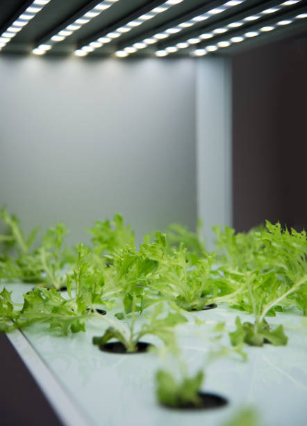 istock Modern agricultural plant factory 861840626