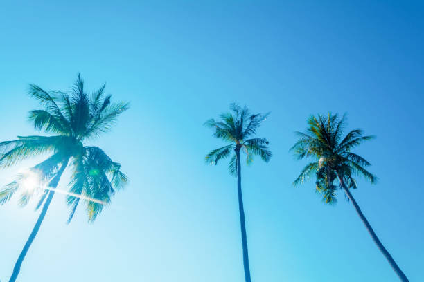istock blue sky   with tree coconut and sunrise 861840666