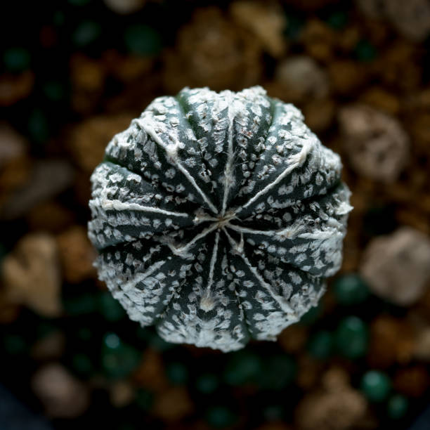 istock astrophytum asterias cactus 861840736