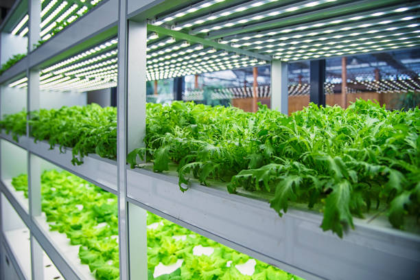 istock Modern agricultural plant factory 861840808