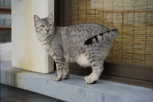 Egyptian mau cat