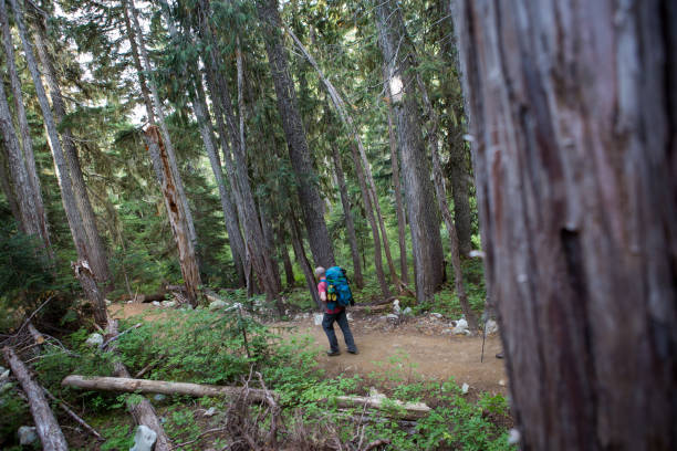 istock Lonely hiker hikes through the woods 861847478
