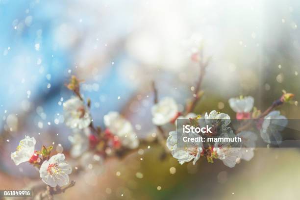 Spring Blossom Stock Photo - Download Image Now - Pollen, Flower, Rain