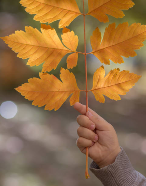 istock Happy boy holding autumn leaves 861853162