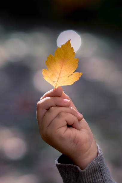istock Happy boy holding autumn leaves 861853222