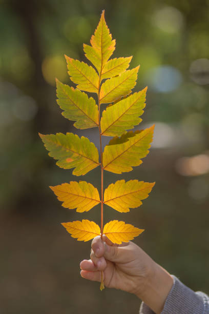istock Happy boy holding autumn leaves 861853320