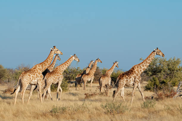 istock Giraffes in natural habitat, Etosha 861853956