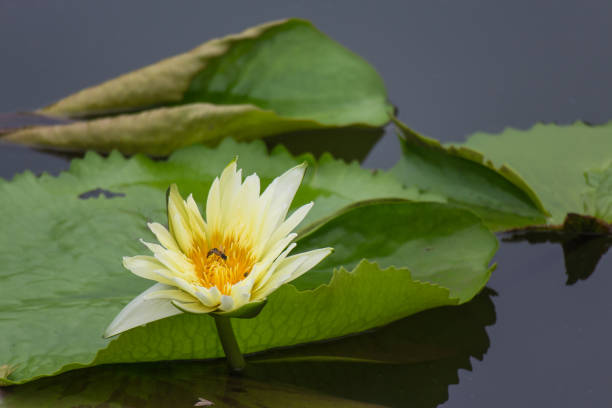 istock yellow lotus with bee and the leaf 861855178