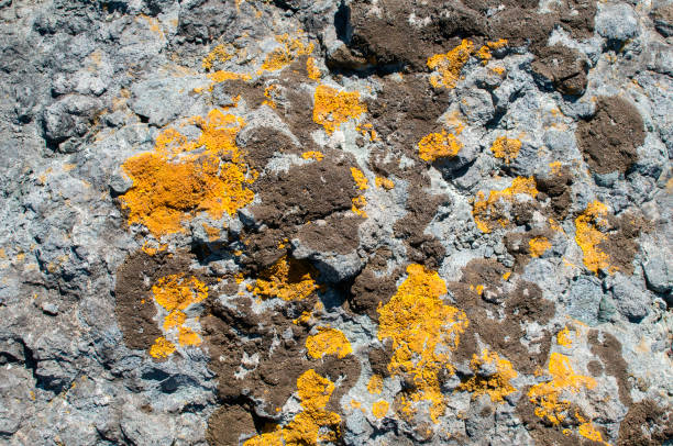 istock Sea rock surface with lichens closeup 861857662