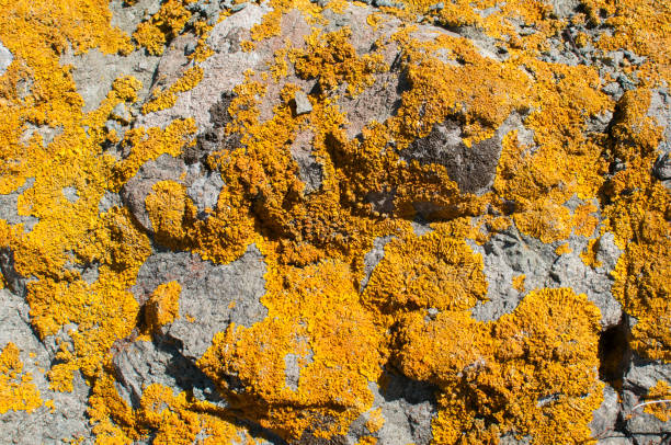 istock Sea rock surface with lichens closeup 861857722