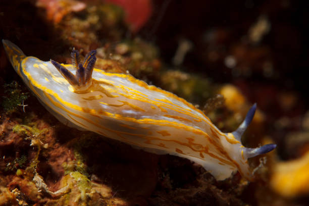 istock Sea life Nudibranch Underwater beauty 861857862
