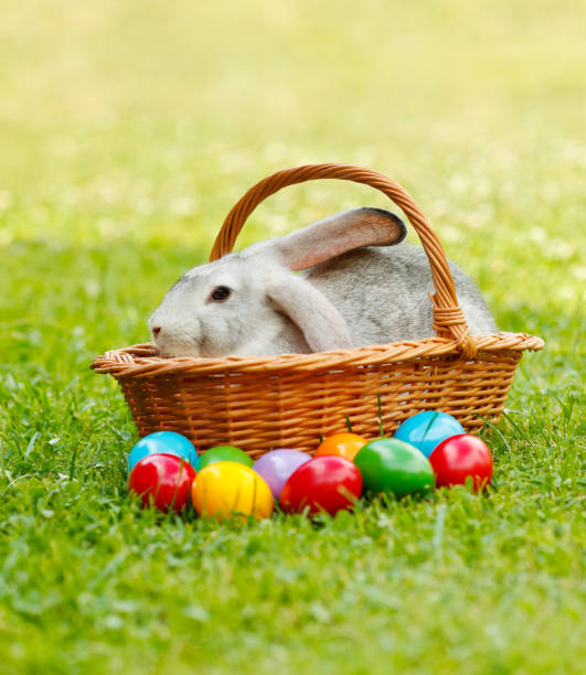 istock Grey rabbit in wicker basket along the colorful easter eggs 861858302