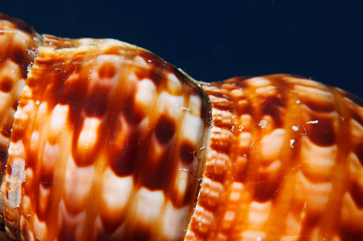 Triton shell Sea life  Underwater  Scuba diver point of view Mediterranean sea