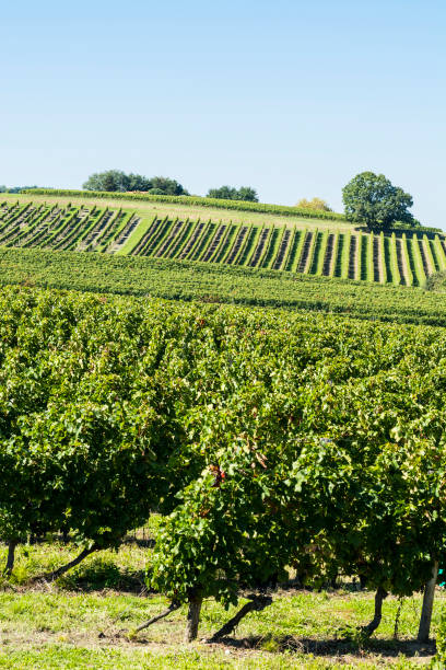 istock Rows of vineyards  before harvesting 861859192