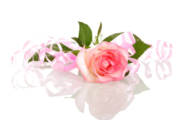 istock Rose with pink ribbon Valentine's Day isolated on white. 861859262