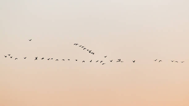 istock a flock of birds at sunset 861859522