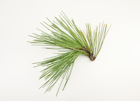 Pine Needles Pictures | Download Free Images on Unsplash