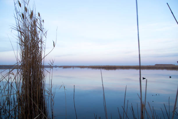 istock a lake with reeds at dawn in the autumn 861862162
