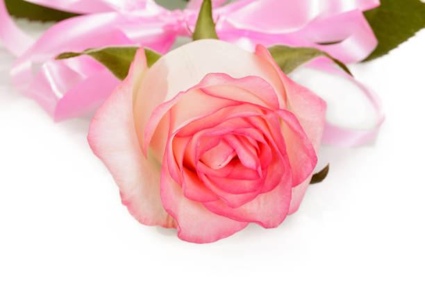 istock Rose with pink ribbon Valentine's Day isolated on white. 861862602