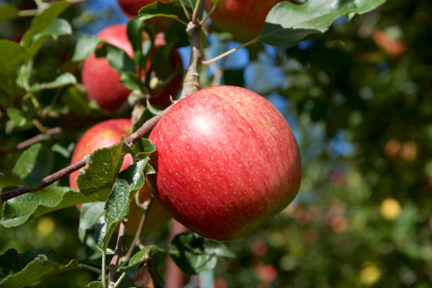 istock Apple in Japanese orchard 861865042