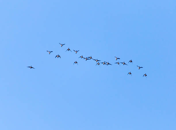 istock flock of birds in the sky 861866112