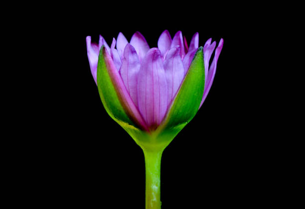 Pink lotus on black screen isolated