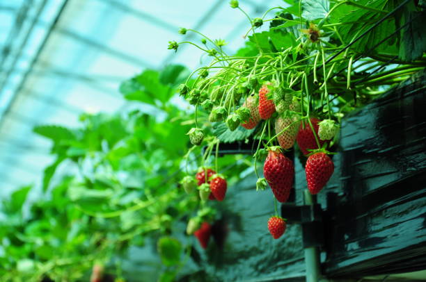 istock Picking strawberries at a vinyl house 861868726