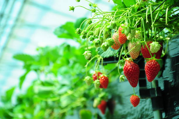 istock Picking strawberries at a vinyl house 861868748