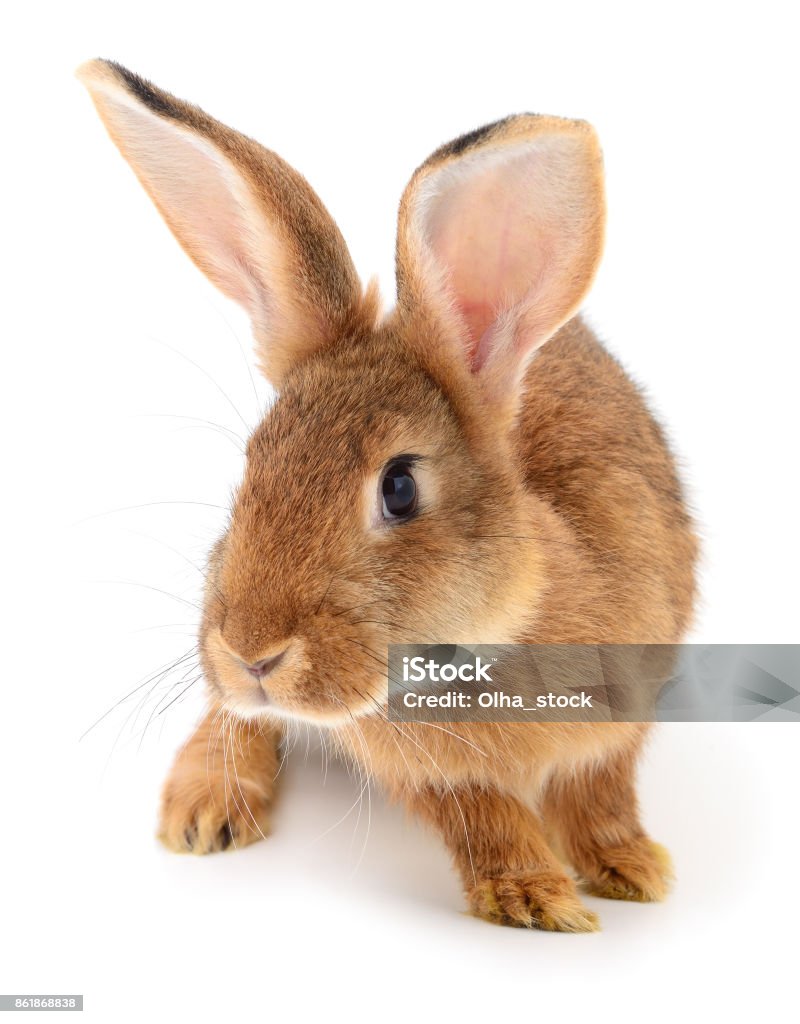 1 Brown Rabbit Brown Rabbit On White Stock Photo - Download Image Now - Agriculture ...