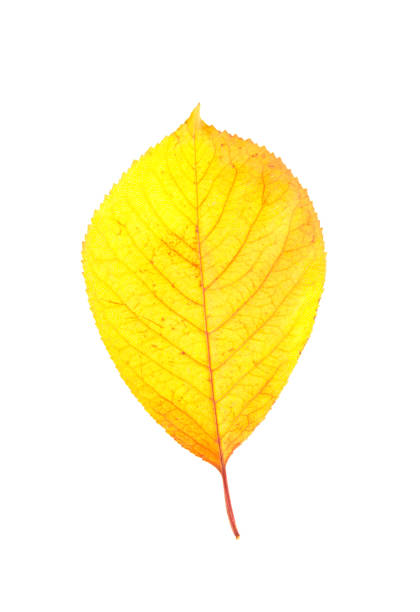 istock Yellow autumn leaf isolated on white 861868842