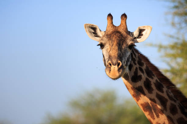 Giraffe Giraffe masai giraffe stock pictures, royalty-free photos & images