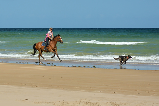 NORMANDY, FRANCE - SEPTEMBER 2016 - young woman chasing her dog on horse on beach in Normandy, France