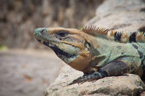 istock Close up of Iguana Reptile 861872218