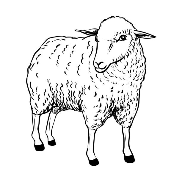 Illustration of Sheep - Vector Illustration Hand drawing of Cartoon Sheep, Sketch design for coloring book.Vector Illustration. - Vector Illustration sheep illustrations stock illustrations