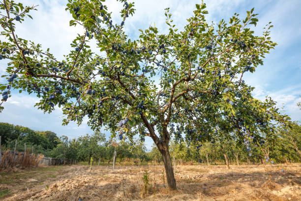 istock Orchard of plum trees 861872832