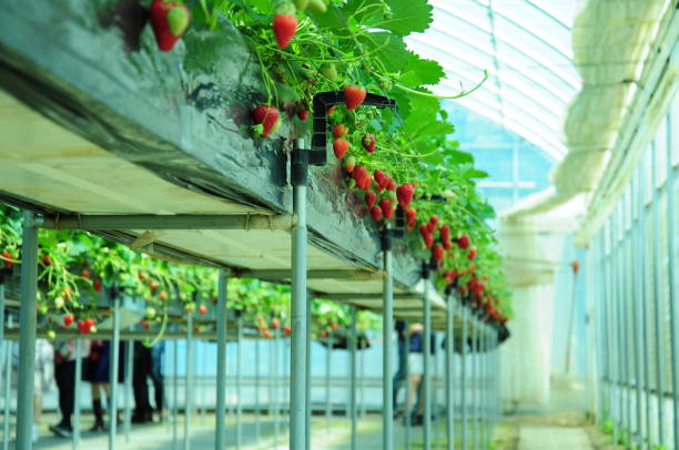 istock Picking strawberries at a vinyl house 861872874