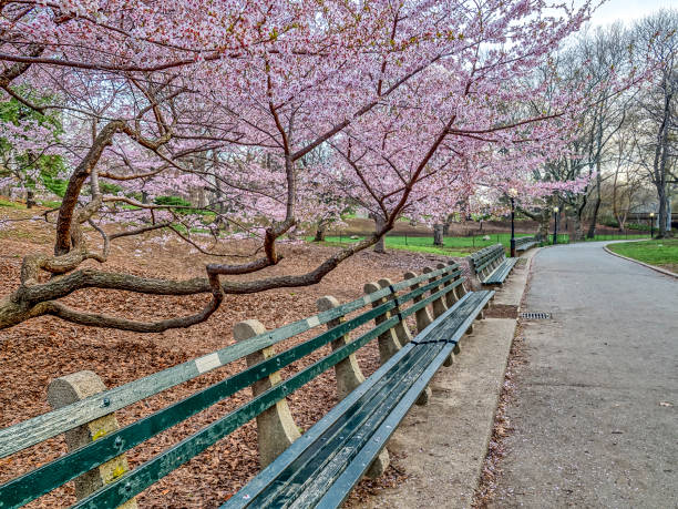 istock Central Park, New York City spring 861876268