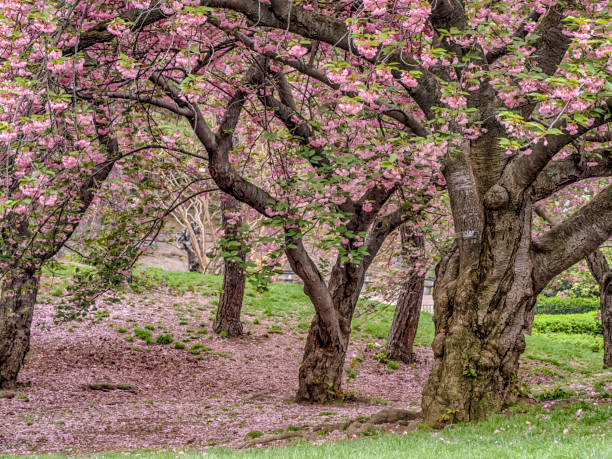 istock Central Park, New York City spring 861880338